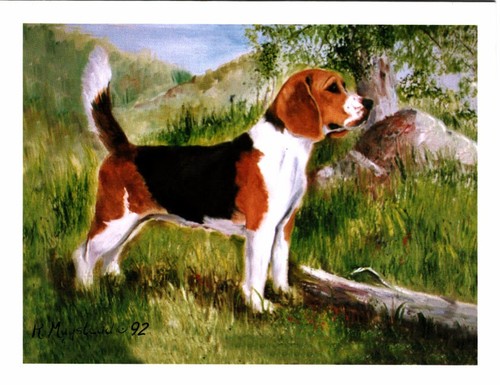 Standing beagle pet dog - pet,